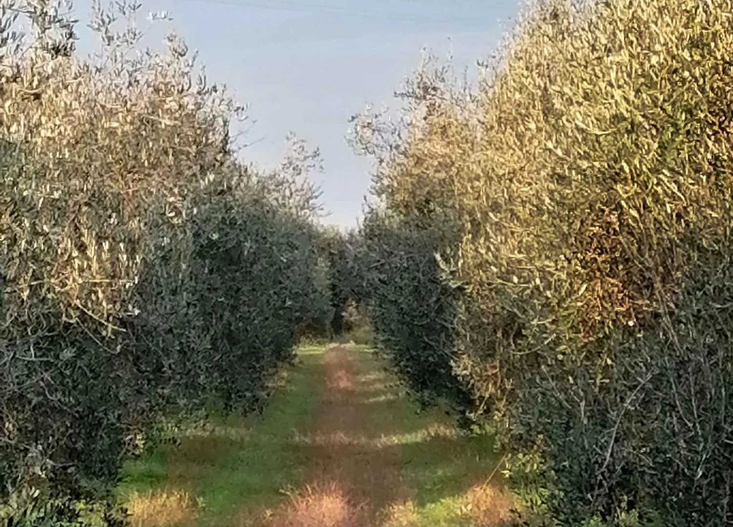 Holiday Home In Castagneto Carducci 27464 Italy